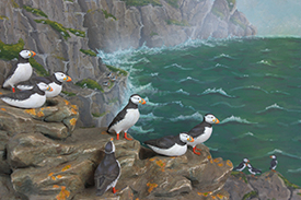 Atlantic Puffins