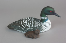 Common Loon