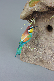 European Bee-eaters