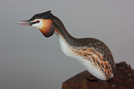 Great Crested Grebe