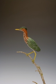 Green Heron