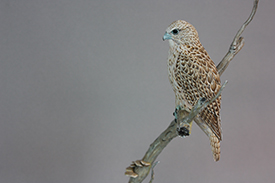 Gyrfalcon and Magpie