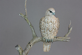 Gyrfalcon and Magpie