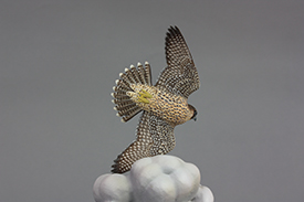 Juvenile Peregrine Falcon & Doves