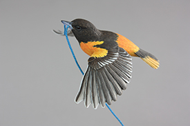 Northern Oriole