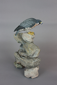 Peregrine Falcon