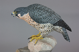 Peregrine Falcon