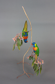 Rainbow Lorikeet