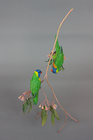 Rainbow Lorikeet