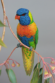 Rainbow Lorikeet