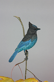 Stellar Jay