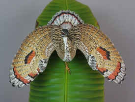 Sunbittern