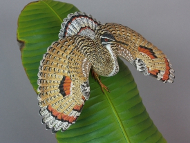 Sunbittern