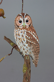 Tawny Owl